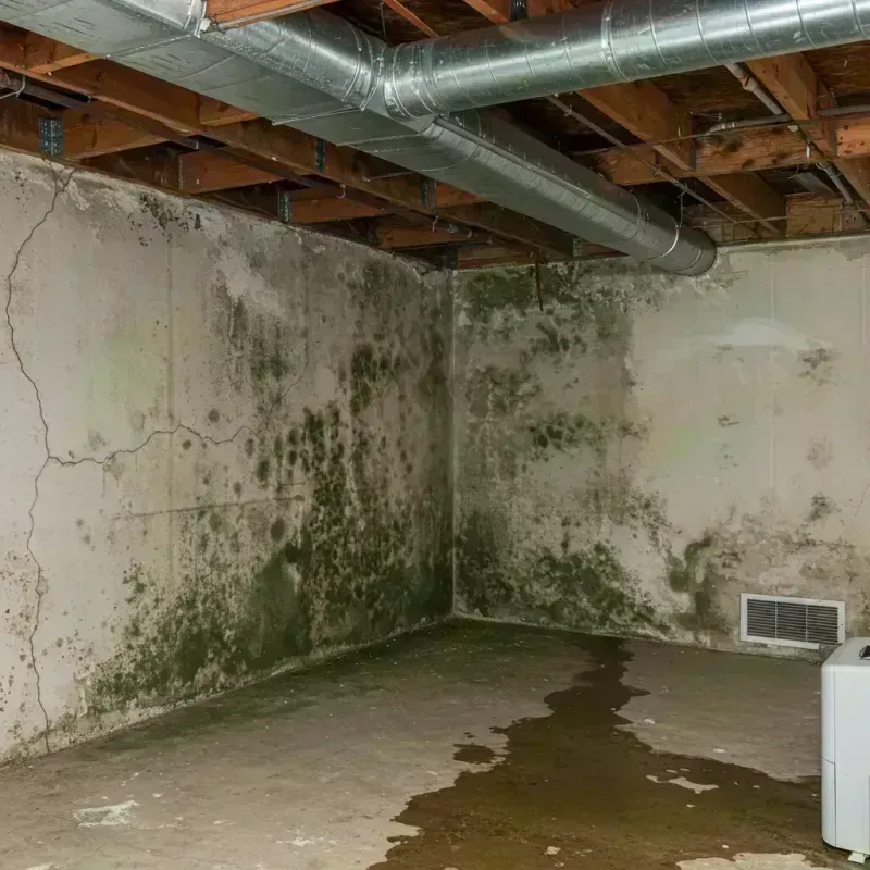 Professional Mold Removal in Greenfield, IL